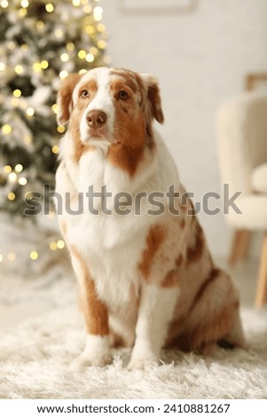 Cute Australian Shepherd dog at home on Christmas eve