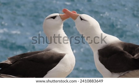 lack-Browed Albatross, albatross, New Island, Falklands Islands