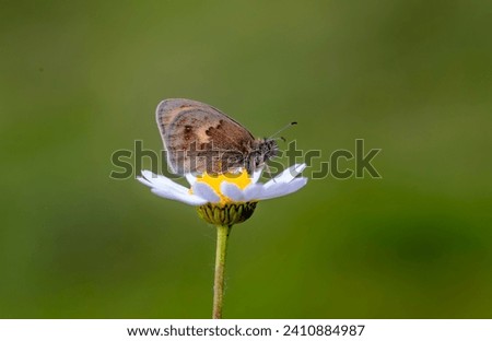 Lesser Jumping Nymph butterfly (Coenonympha pamphilus) on the plant
​ Royalty-Free Stock Photo #2410884987