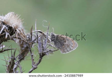 Lesser Jumping Nymph butterfly (Coenonympha pamphilus) on the plant
​ Royalty-Free Stock Photo #2410887989