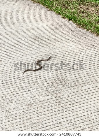Thamnophis Saurita, Eastern Ribbon Snake passing by on a asphalt road