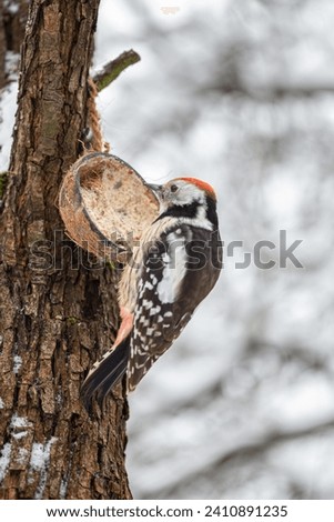 The middle spotted woodpecker (Dendrocoptes medius) is a European woodpecker belonging to the genus Dendrocoptes. 