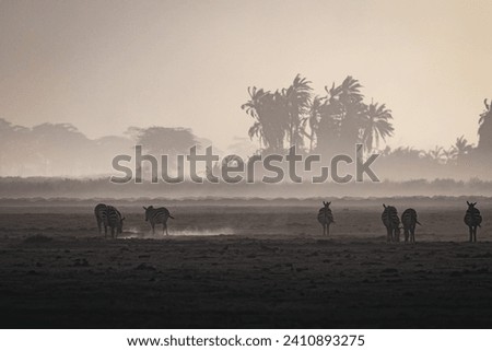 black and white image of zebras  in a dust storm