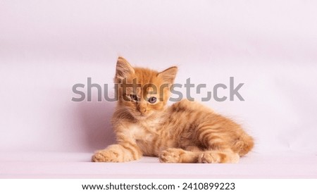 Full body orange kitten on a white background