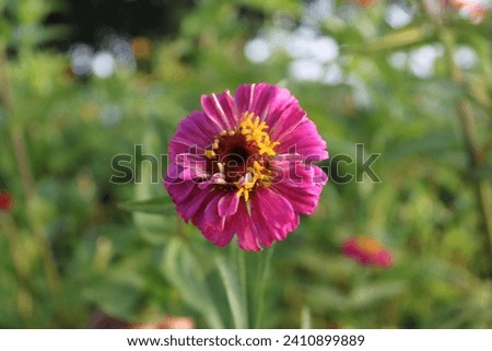 Beautiful pink aster flower blossoms