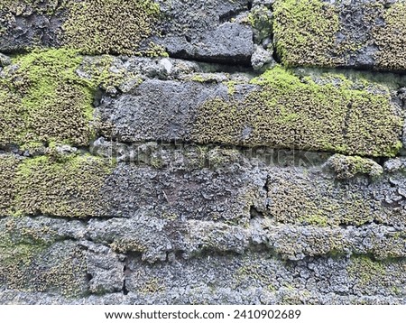
This is a kind of parasitic plant that sticks to damp walls and little sunlight. Walls of cement and moss.