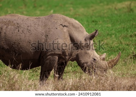 single white rhino in grassland
