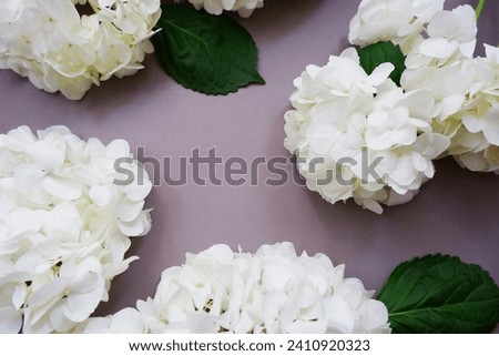 Beautiful white hydrangea flowers on gray background. wedding and bridal floral background.