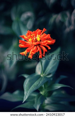 An orange colour zinnia flower and green leaves with blurred background, image for mobile phone screen, display, wallpaper, screensaver, lock screen and home screen or background