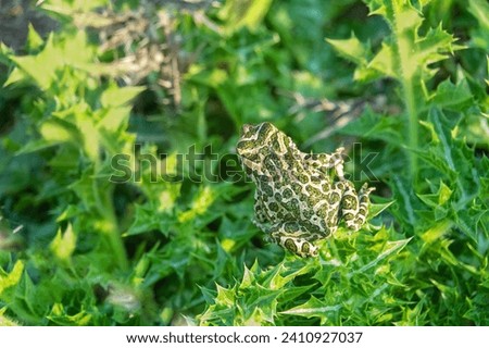 Variable toad (Bufo viridis) hunts small insects in steppe dunes. The toad is sitting on the leaves of the 	snakeroot (Eryngium campeslre). Arabatskaya strelka. Azov sea