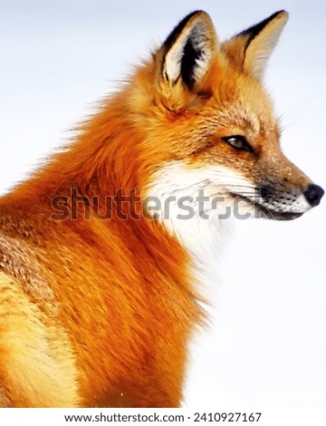 Animal picture amazing fox images for you pictures 