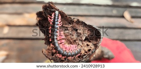 The animal name is Canadian Flat Black Millipede a species of Polydesmidae Royalty-Free Stock Photo #2410928913