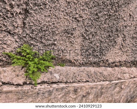 Wild plants, mistletoe, grass stick to the wall against a gray background and midday sunlight.