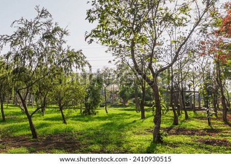 Picture of tree over green grass in Taman Harmoni Keputihm Surabaya, Indonesia.