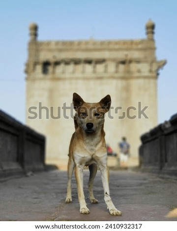 This enchanting photograph captures the essence of joy as an adorable dog playfully inhabits a charming fort in the background. With perky ears, expressive eyes, and a heartwarming expression