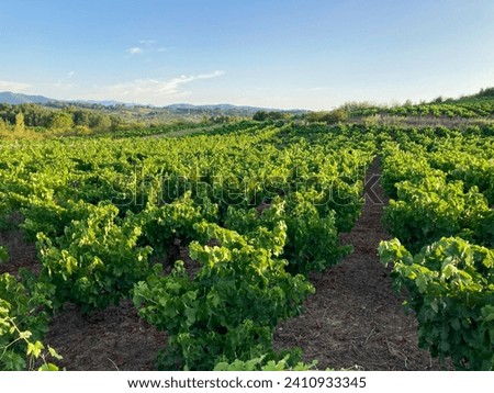 Plantation of grapevines (vineyard) in the countryside of Leon y Castilla, Spain. Royalty-Free Stock Photo #2410933345