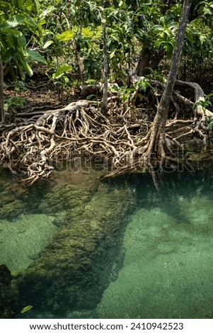 Transparent green and blue stream the tree roots and rocks under the water. Thapom Klong Song Nam in Krabi, Thailand Royalty-Free Stock Photo #2410942523