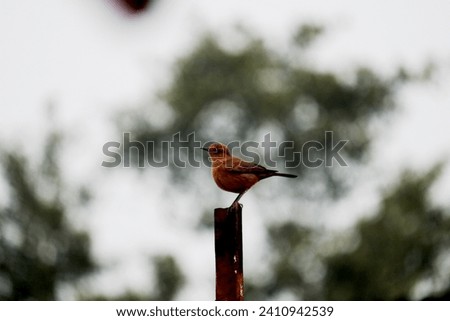 Iconic Indian breed bird resting on iron rod. Selective focus of brown bird with blurred background 