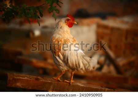 Rooster in dramatic pose on wood beam. Detailed, zoom, close-up, background blur, depth of field.