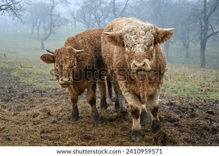 Cute cattle on pasture in a rainy and foggy day, walking in the countryside and observing beautiful rural landscape.