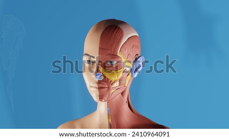 Dynamic Anatomy: 3D Muscle Anatomy Image Set