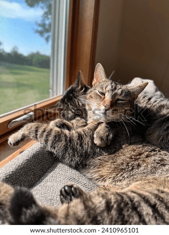 Two cats snuggling in the sunset through a window Royalty-Free Stock Photo #2410965101