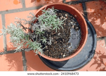 top view of plant in wet pot just watered with clean water on outdoor terrace, concept of conservation and plants, copy space. Royalty-Free Stock Photo #2410968473