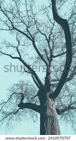 Tree and blue sky photo