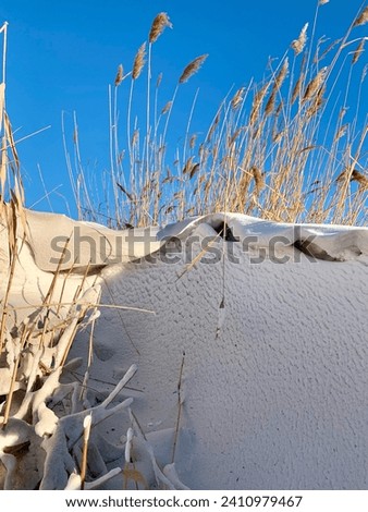 Bright winter landscape near the river. Amazing snow dunes. Thickets of reeds against the background of the blue sky. A magical sunny picture.