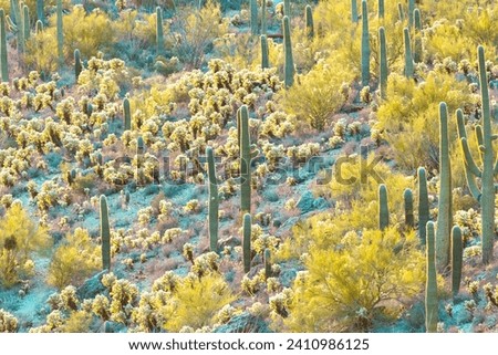 Colorful and beautiful sunset over Gates Pass, Tucson, AZ, with saguaro and cholla cactus Royalty-Free Stock Photo #2410986125