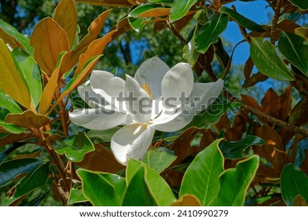 A young magnolia tree with a white flower blossom fully opened with a yellow seed pod in the middle surrounded by the foliage on a sunny day in summertime closeup view