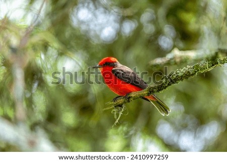 Vermilion flycatcher (Pyrocephalus obscurus) male, small passerine bird in the tyrant flycatcher family. Barichara, Santander department. Wildlife and birdwatching in Colombia Royalty-Free Stock Photo #2410997259