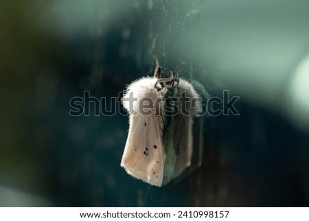 Spilosoma lubricipeda, White Fluffy Moth Macro Butterfly Flying Insect