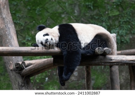 Funny pose of sleeping panda on the wood beam, China Royalty-Free Stock Photo #2411002887