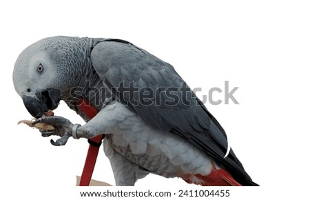 An exquisite African grey parrot, with captivating gray and white feathers, perched against a tropical background. Its red beak and colorful plumage showcase the beauty of wildlife in this charming,