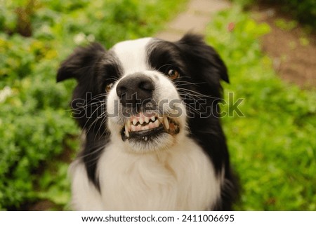 Dangerous angry dog. Aggressive puppy dog border collie baring teeth fangs looking aggressive dangerous. Guardian growling scary dog ready for attack. Pet infected by rabies. Royalty-Free Stock Photo #2411006695