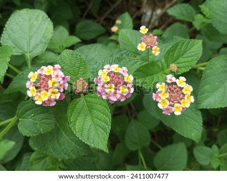 The small flowers are round, yellow, pink and have green leaves