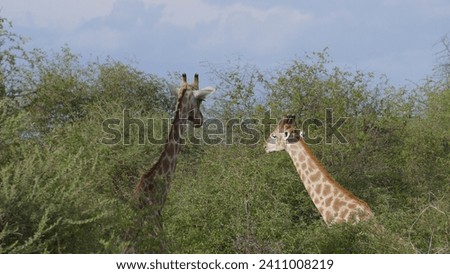 Angolan giraffe Giraffa camelopardalis angolensis in acacia tree bush in Waterberg Plateau National Park in Namibia
