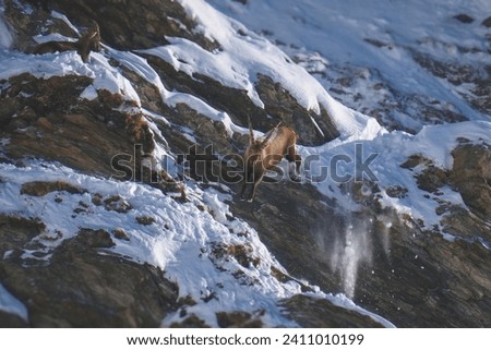 alpine ibex, capra ibex, in the snow capped rocks of the hohe tauern national park austria at a sunny winter day Royalty-Free Stock Photo #2411010199