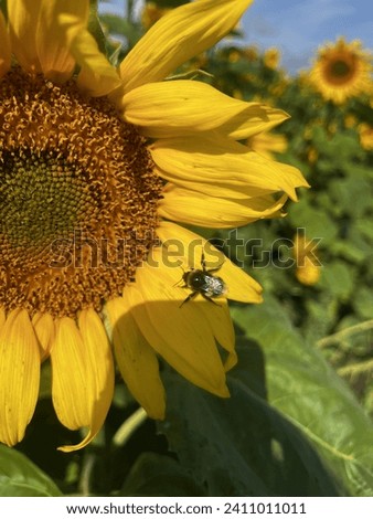 A bumble bee relaxing on the yellow petal of a sunflower in a field of sunflowers 
