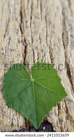 Green leaf in contrast to a rough, textured wood background