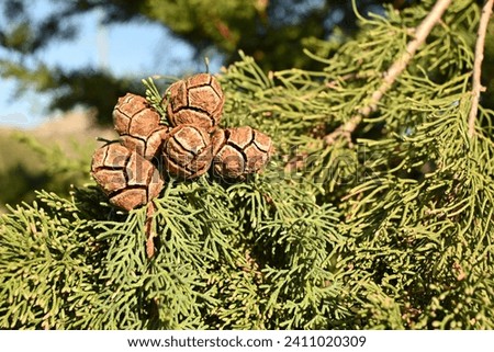 Close-up of cypress cones on a Mediterranean cypress Royalty-Free Stock Photo #2411020309