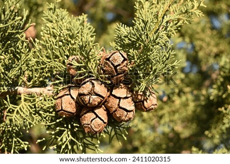 Close-up of cypress cones on a Mediterranean cypress Royalty-Free Stock Photo #2411020315