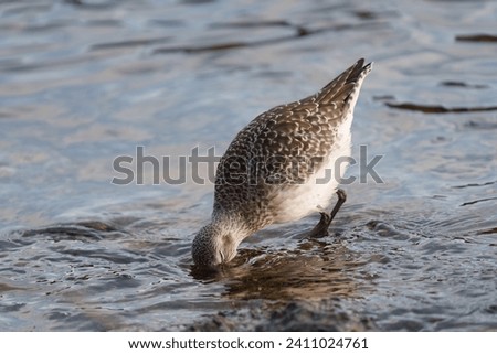 Black bellied plover feeding at seaside. It is a chunky, medium-sized shorebird with short, stout bill. In breeding season, shows striking black face and belly with bold black-and-white checkering.