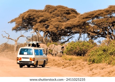 The famous African park Amboseli. Cars with tourists taking pictures of animals. Gorgeous exotic African animals live here in their natural habitat. Savannah with dry grass. 