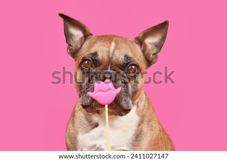 French Bulldog dog with Valentine's Day kiss lips photo prop in front of pink  background Royalty-Free Stock Photo #2411027147