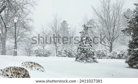 Snowfall. Majestic trees stand tall, their branches adorned with a glistening coat of snow, creating a breathtaking scene of natural wonder.  Royalty-Free Stock Photo #2411027381