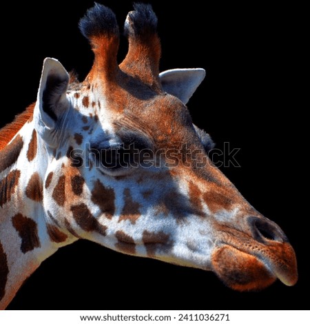 Giraffe (Giraffa camelopardalis) is an African even-toed ungulate mammal, the tallest of all extant land-living animal species, and the largest ruminant. Royalty-Free Stock Photo #2411036271