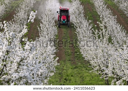 tractor sprays insecticide in orchard agriculture industry 