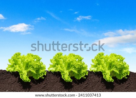 Agricultura siembra de lechuga campo fondo azul 
